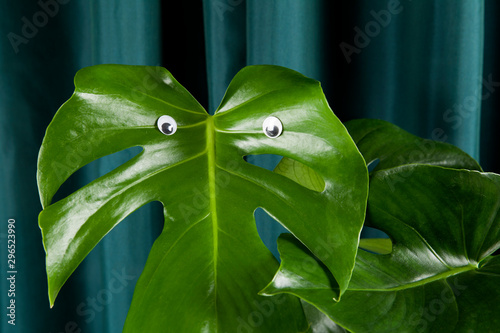 monster eyes gradient curtain monstera