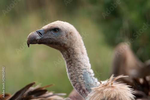 Vautour fauve  Gyps fulvus