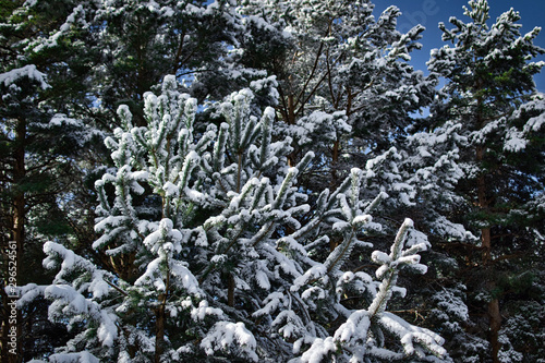Snow on the branches of a pine tree in Gredos Avila Spain