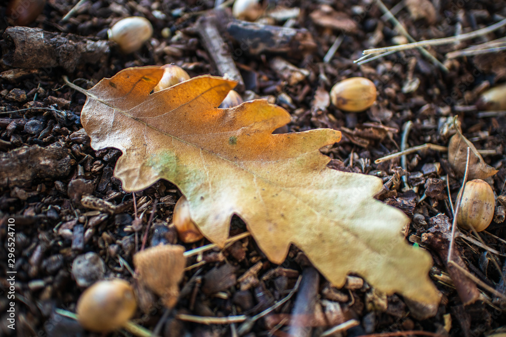 Dry yellow leaves and dry brown acorns on the ground in autumn Dry yellow leaves and dry brown acorns on the ground in autumn