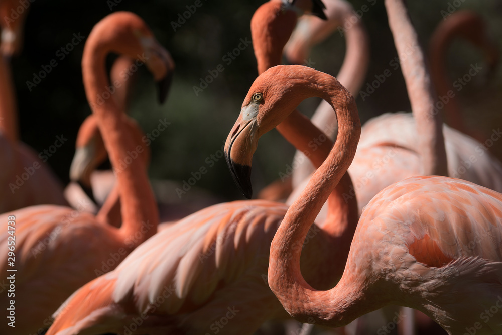 Obraz premium Retrato de flamenco caribeño