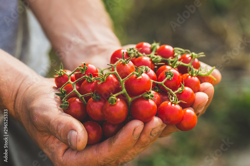 Farmers holding fresh tomatoes. Healthy organic foods