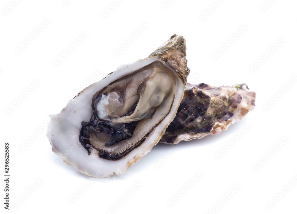 Fresh oyster on white background Fresh oyster on white background