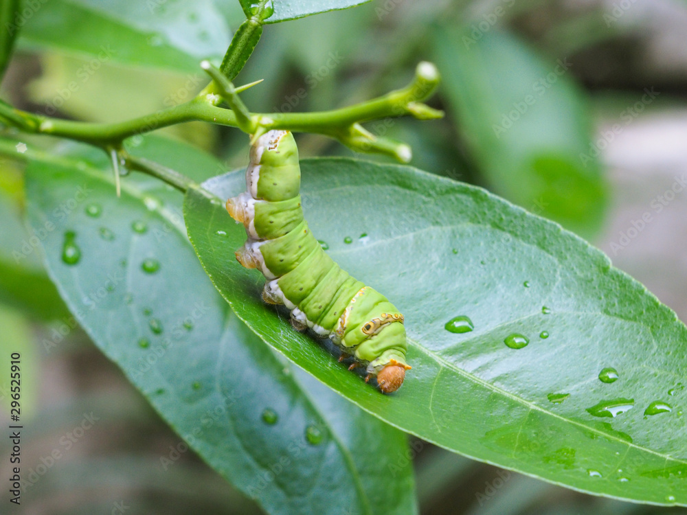 green worm on the green leaf