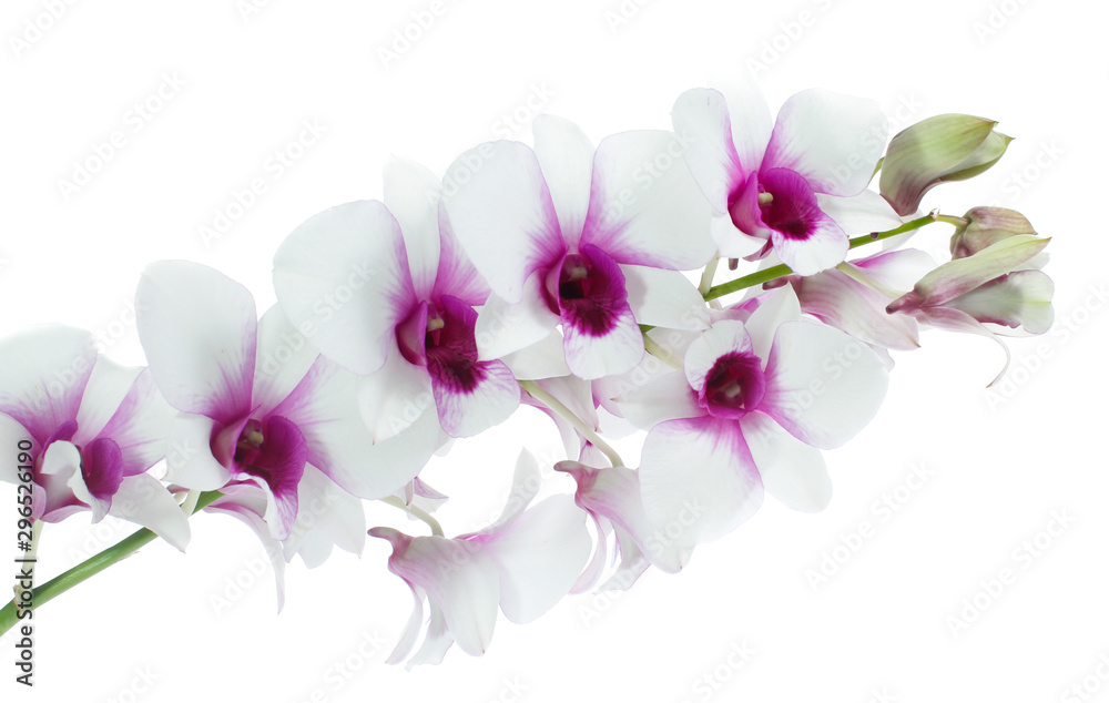 White orchid isolated on white