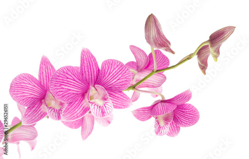 Fototapeta Naklejka Na Ścianę i Meble -  pink orchid flowers isolated on white background