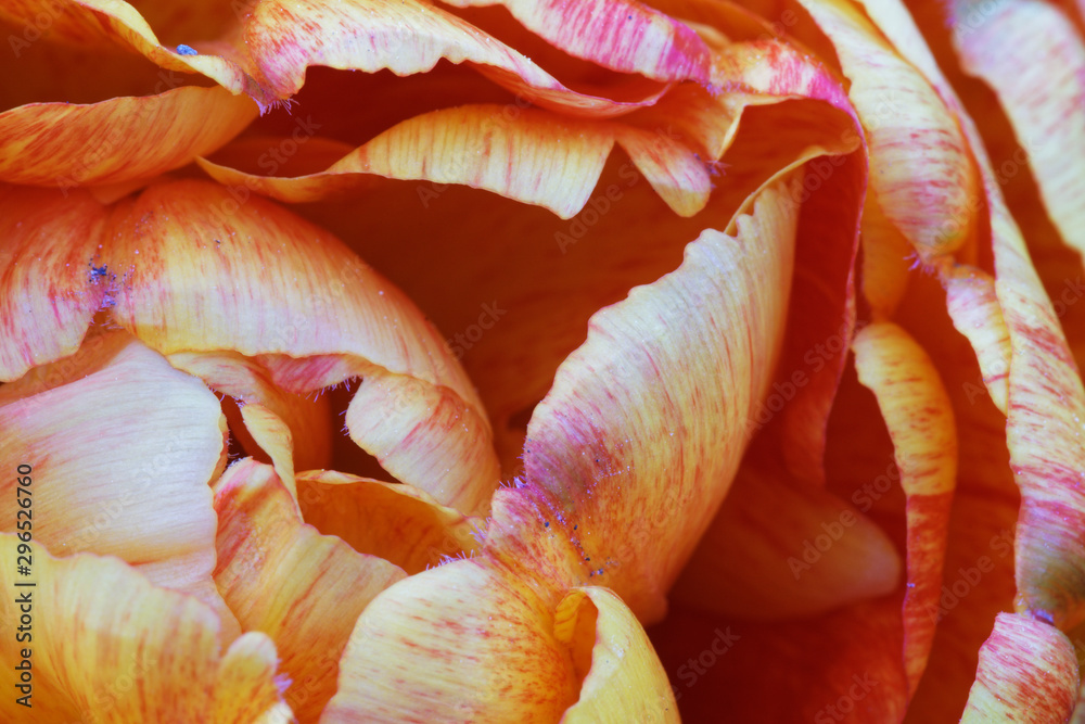 Blütenblätter einer Tulpe Blütenblätter einer Tulpe