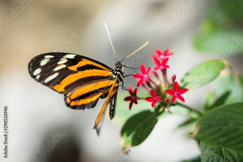 Tiger Longwing Butterfly (Heliconius Ismenius) feeding on flower. 