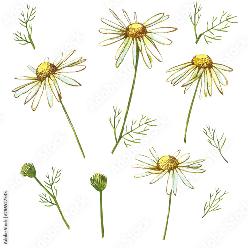 Chamomile or Daisy bouquets, white flowers. Realistic botanical sketch on white background for design, hand draw illustration in botanical style.