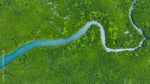Fototapeta Naklejka Na Ścianę i Meble -  Aerial view mangrove jungles in Thailand, River in tropical mangrove green tree forest top view, trees, river. Mangrove landscape.