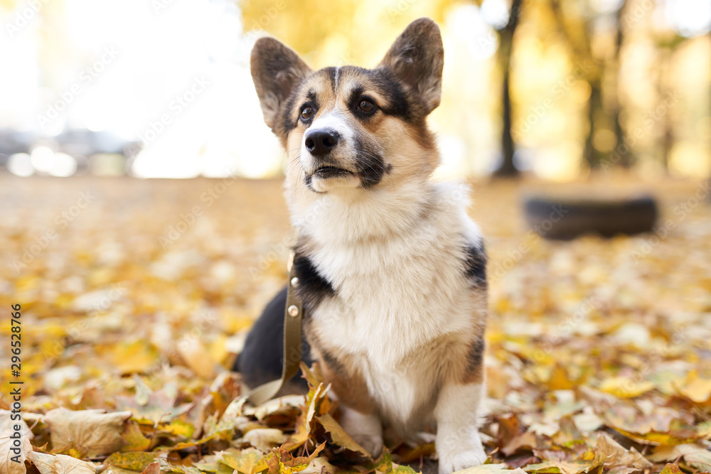 Beautiful and adorable Welsh Corgi dog in the autumn park. Colorful fallen leaves on background.