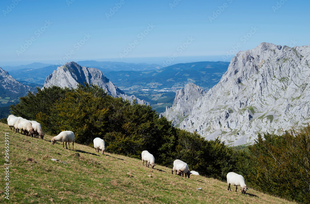 Ovejas pastando en la ladera de la montaña en el  Parque Natural de Urkiola, Vizcaya, País Vasco, España