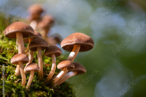 Mushrooms at the Six Lake District in Duisburg in close-up
