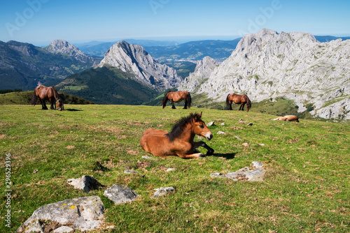 Caballos salvajes pastando en la cima del monte Urkiola, Parque Natural de Urkiola, Vizcaya, País Vasco, España photo