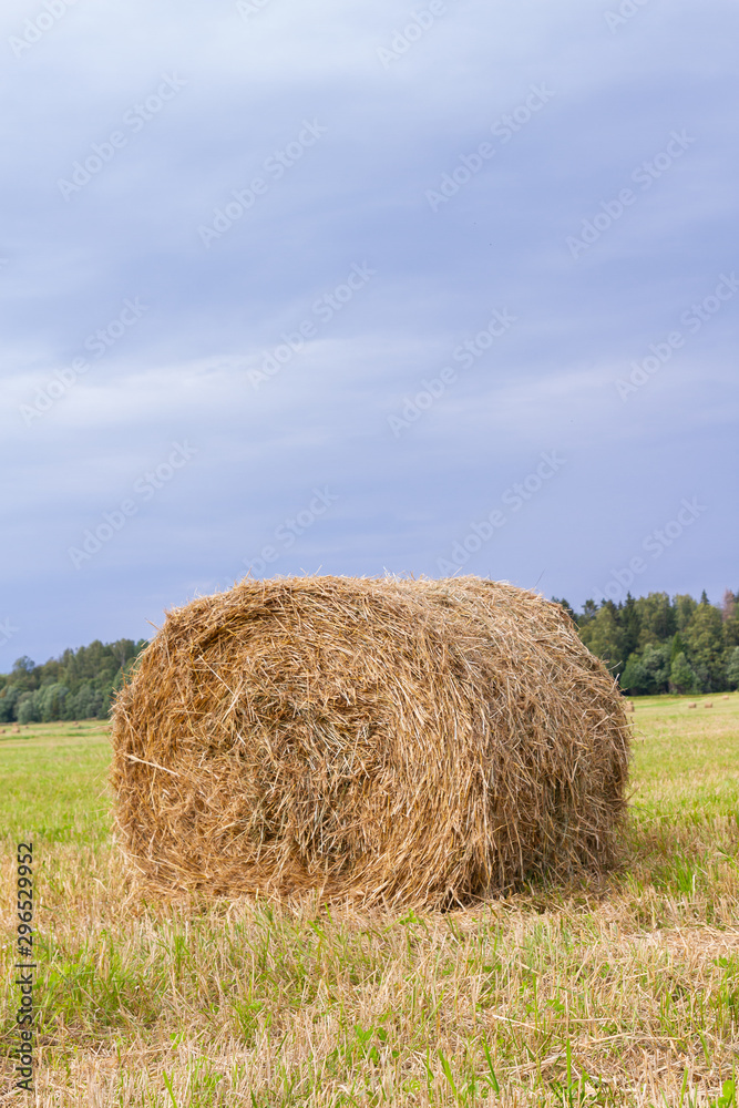 Haystacks are removed from the fields in the summer near the forest Haystacks are removed from the fields in the summer near the forest