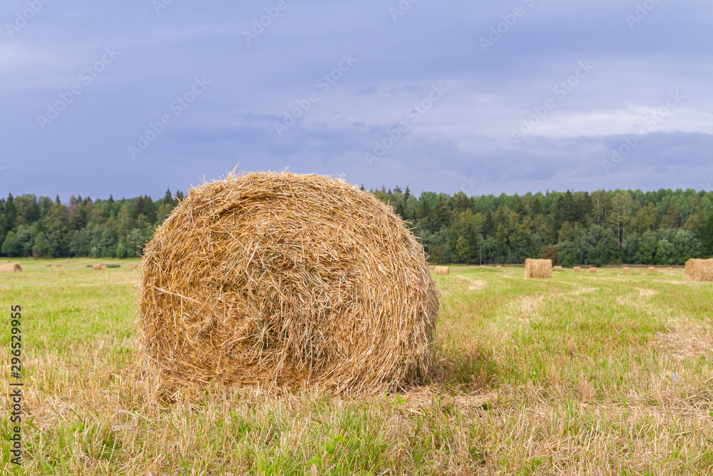 Haystacks are removed from the fields in the summer near the forest Haystacks are removed from the fields in the summer near the forest