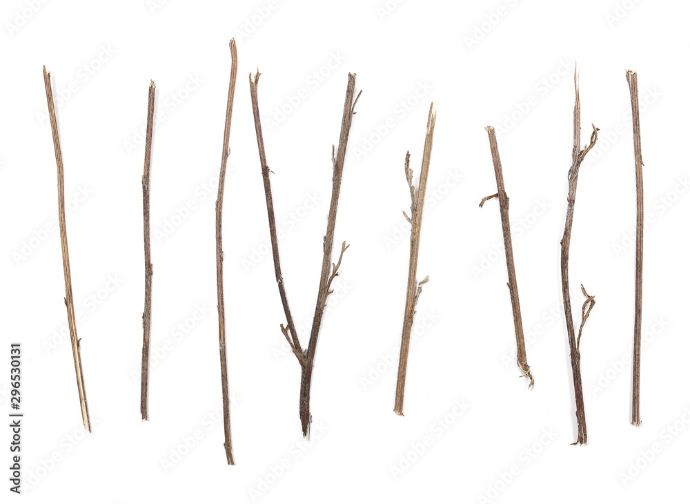 Fototapeta premium Dry branches, twigs set and collection isolated on white background