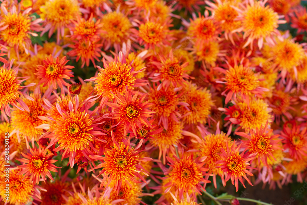 Lush bushes of red and orange chrysanthemums in a garden. Amazing autumn flowers, top view. Gardening, cultivating varietal flowers, floral hobby, botanical wallpaper or background. Selective focus Lush bushes of red and orange chrysanthemums in a garden. Amazing autumn flowers, top view. Gardening, cultivating varietal flowers, floral hobby, botanical wallpaper or background. Selective focus
