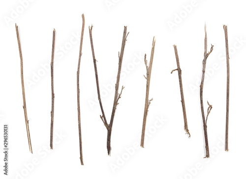 Dry branches, twigs set and collection isolated on white background photo