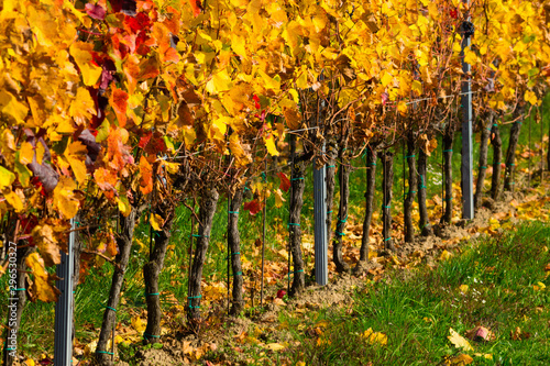 october vineyard, yellow and orange grape leaves on vine plants