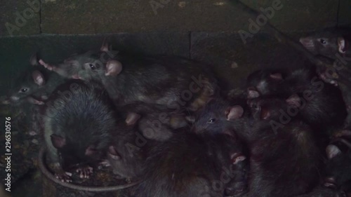 group of black rats together, house plagues, Invasive specie, Rodents from Asia