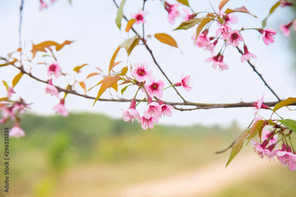 Beautiful cherry blossom or sakura in spring time over sky Beautiful cherry blossom or sakura in spring time over sky