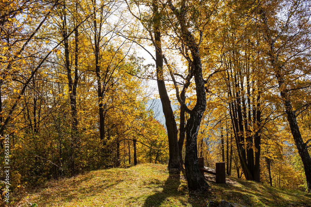 New leaf and sun ray. Summer nature. Sunlight in trees of green forest