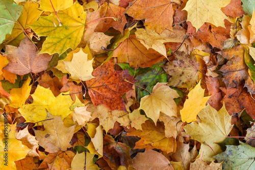 colorful autumn leafs 