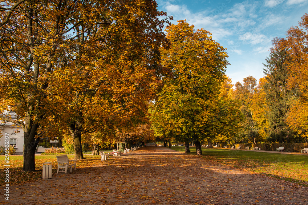 avenue of autumn trees in park