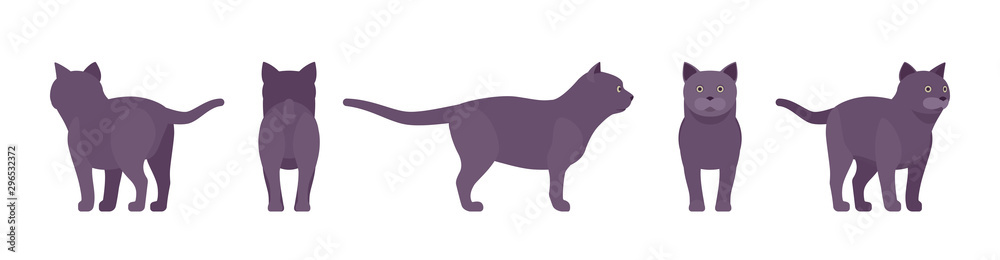 Black Cat standing. Active healthy kitten with dark, gray colored fur, cute funny pet, mystic bad luck omen. Vector flat style cartoon illustration isolated on white background, different views