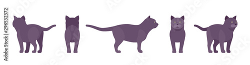 Black Cat standing. Active healthy kitten with dark, gray colored fur, cute funny pet, mystic bad luck omen. Vector flat style cartoon illustration isolated on white background, different views