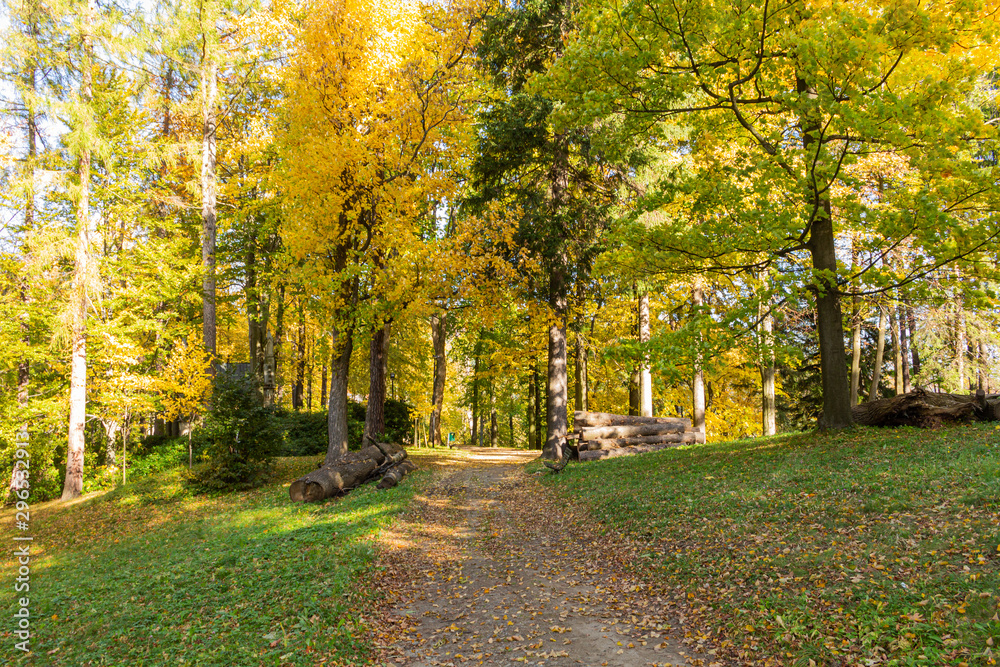 Naklejka premium Magical tunnel and pathway through a thick forest glowing by sunlight. The path framed by bushes. Dramatic and gorgeous scene.