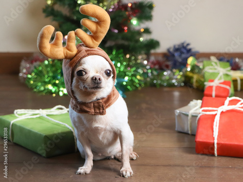 White short hair Chihuahua with deer horn hat sitting  with Christmas tree background. © Phuttharak
