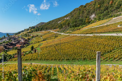 Blick auf den herbstlich gefärbten Rebenweg bei Twann - Bielersee, Kanton Bern, Schweiz