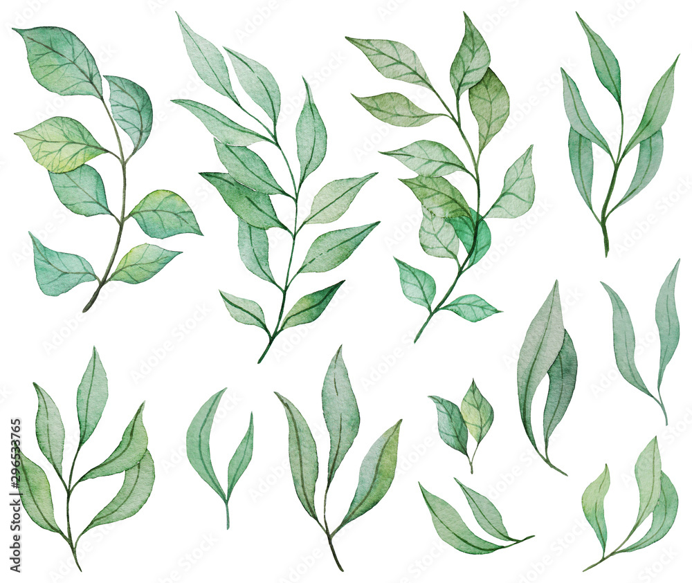 Fototapeta Collection of green leaves and branches in watercolor