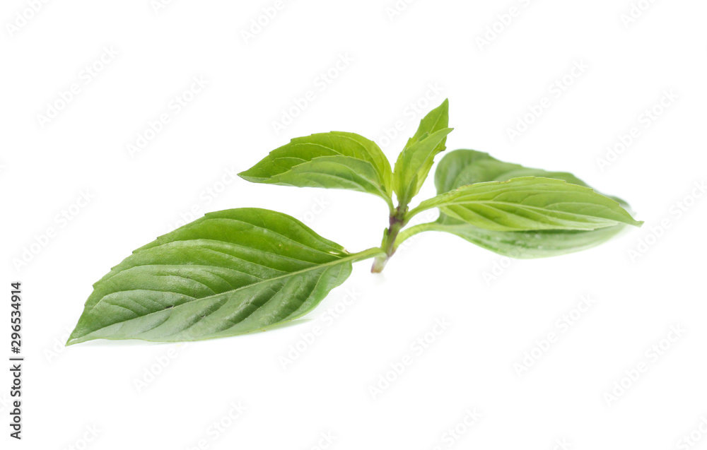 leaf of basil isolated on white leaf of basil isolated on white