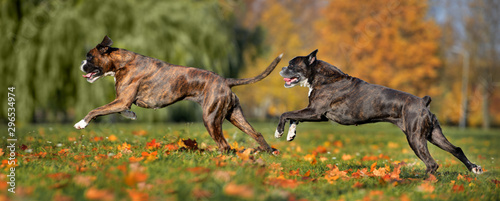 two happy boxer dogs running outdoors