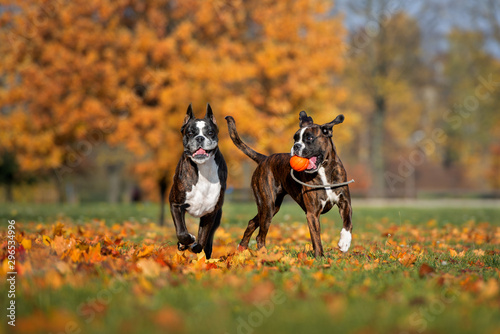 Photography two boxer dogs playing outdoors in autumn