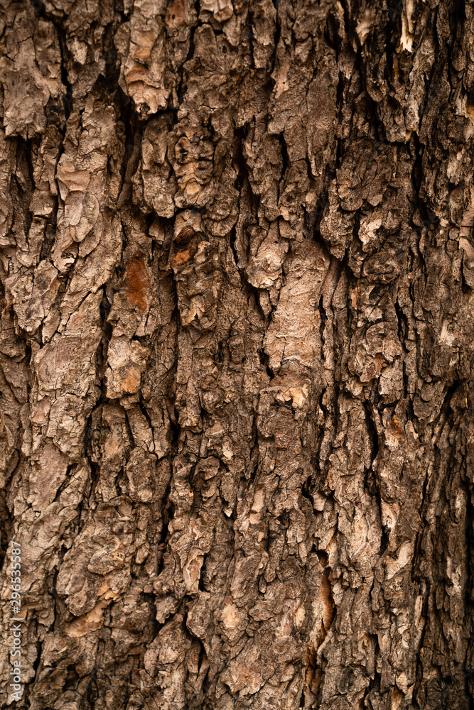 Tree bark in autumn rainy day. Brown with a yellow tint. Warm tone. Vertical orientation. Tree bark in autumn rainy day. Brown with a yellow tint. Warm tone. Vertical orientation.