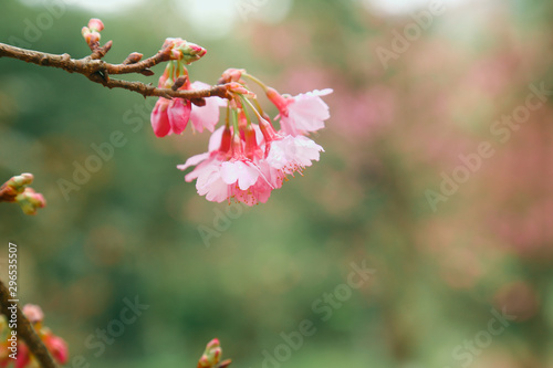 Vintage sakura or cherry blossom © Poramet