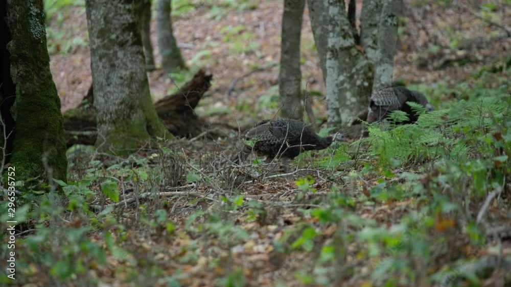 flock of wild turkeys at dusk, foraging in a cove in the forest of Grayson Highlands state park in Virginia, USA in Autumn flock of wild turkeys at dusk, foraging in a cove in the forest of Grayson Highlands state park in Virginia, USA in Autumn