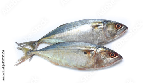 Fresh mackerel isolated on white background
