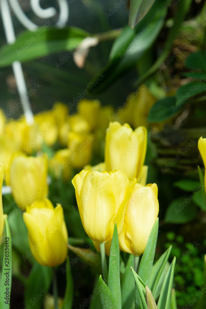 Tulip flowers in garden nature background Tulip flowers in garden nature background