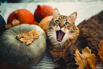 Cute tabby cat yawning, lying in autumn leaves on rustic table with pumpkins. Maine coon with green eyes and funny emotions playing with yellow leaves. Thanksgiving or Halloween concept
