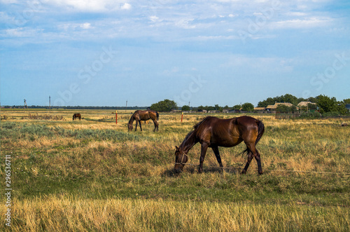 horses in the summer pasture