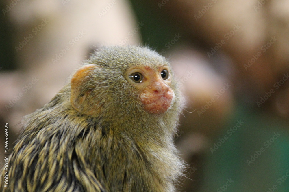 Naklejka premium animales varios