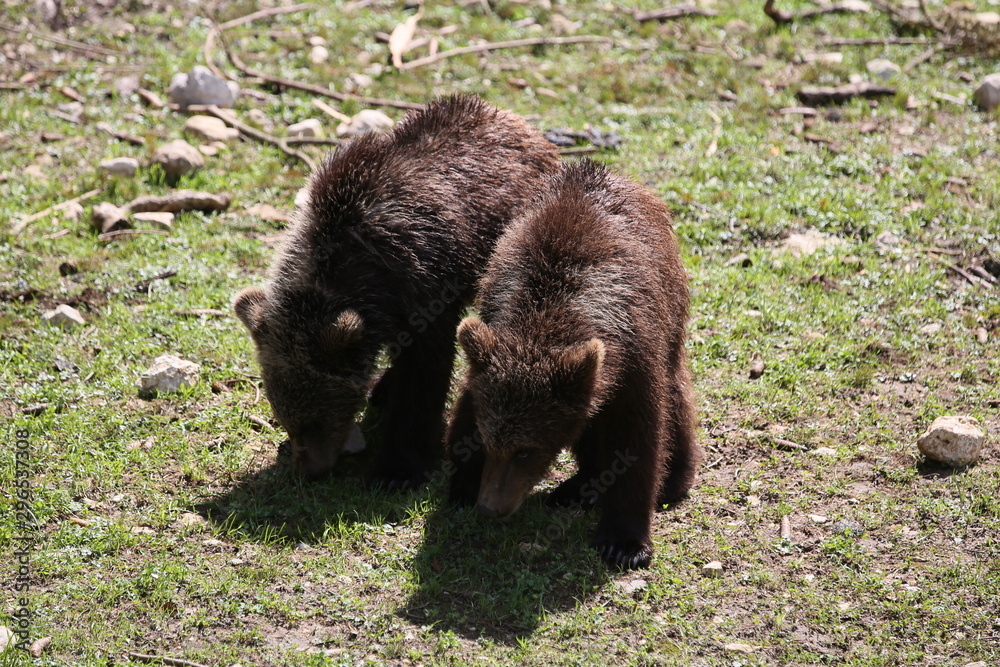 Fototapeta premium animales varios 