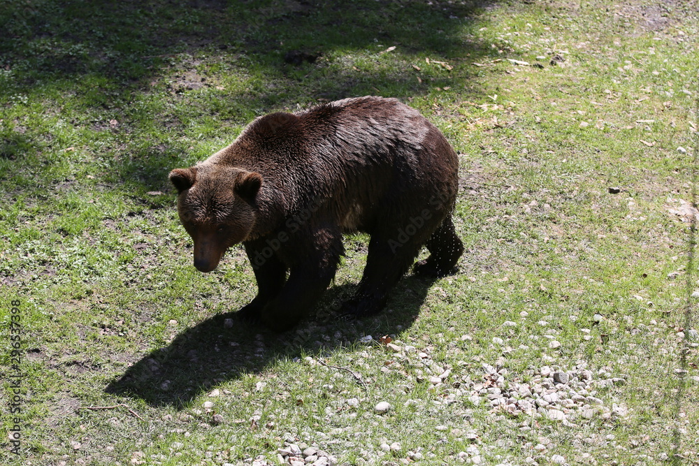 Fototapeta premium animales varios