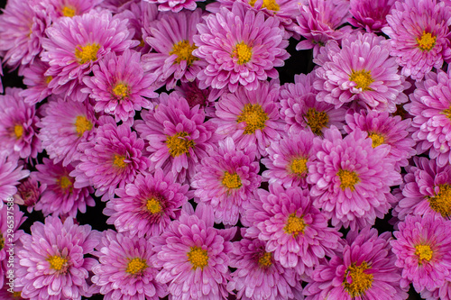 Floral background  pink chrysanthemums. Beautiful autumn flower  bouquet of magenta daisy chrysanthemum blossom