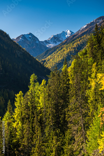 yellow larches in Cluozza in Swiss National Park in autumn